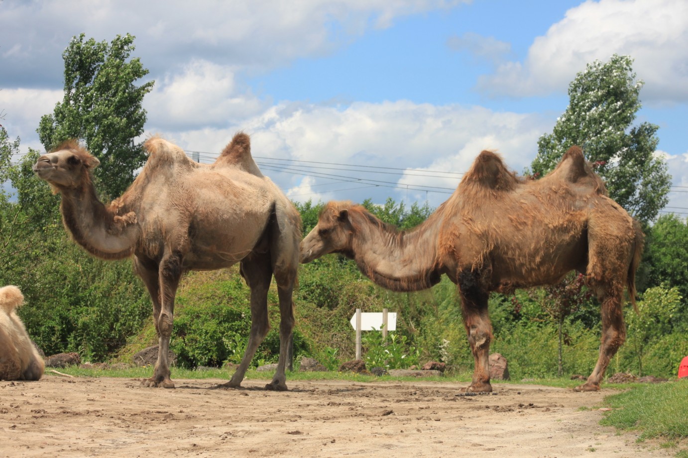 Dromadaires zoo debout marron