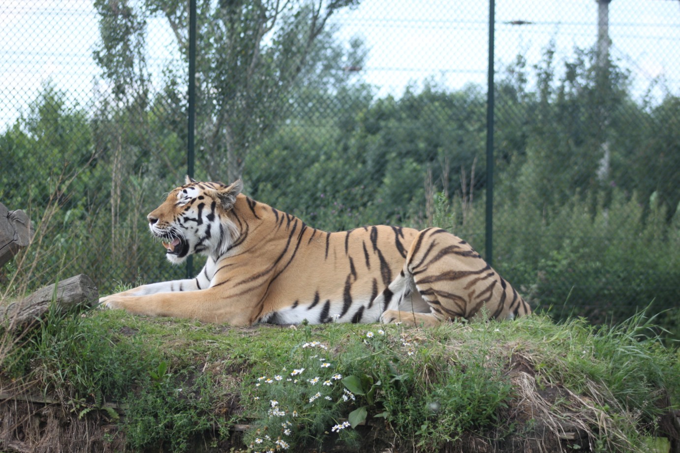 Tigre couché rugit herbe